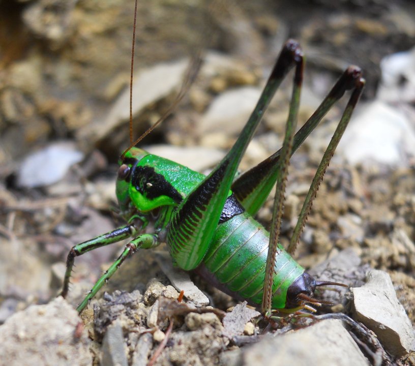 Tettigonidi da identificare